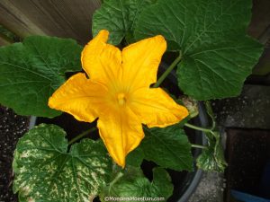 courgette bloem moestuin