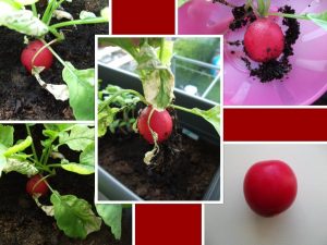 makkelijke moestuin radijsjes