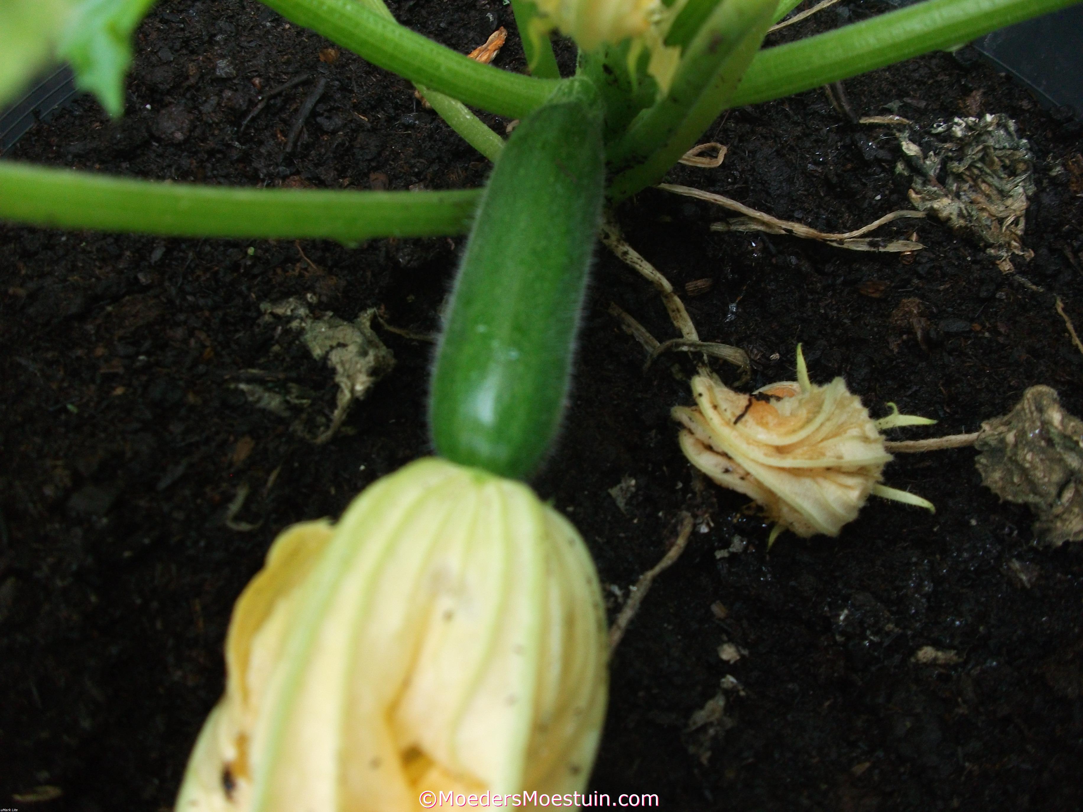 Courgette
