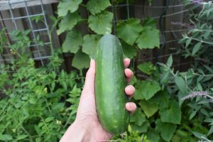 komkommer, komkommeroogts, makkelijke moestuin, moestuinieren