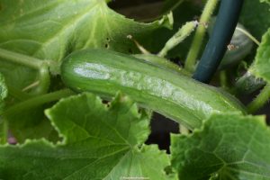 komkommer, kommers, moestuin