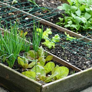 Moestuinbak
