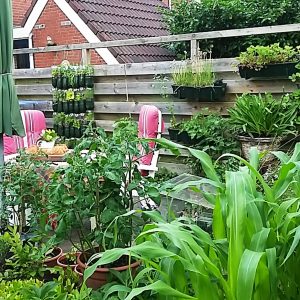 Tuin zomer van 2016