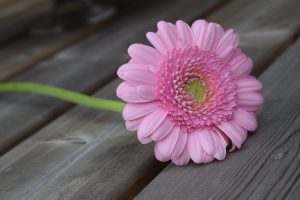 Roze gerbera tuinfotografie