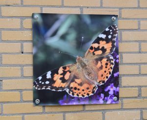 canvasdoek vlinder