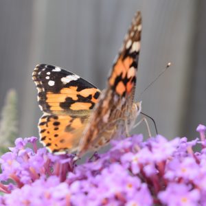 Distelvlinder