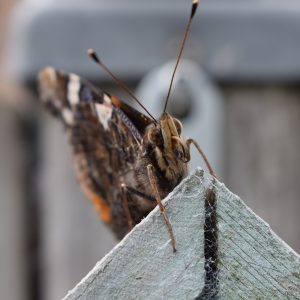 fotografie vlinders