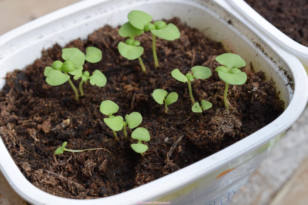 Voorzaaien in bakjes