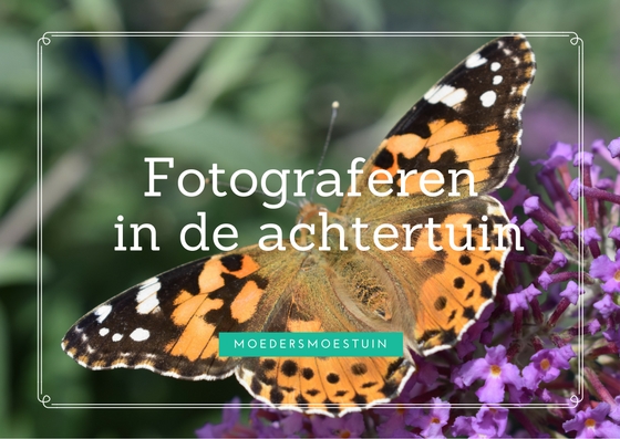 tuinfotografie fotograferen in de achtertuin