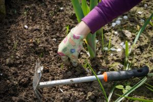 biologisch eten uit eigen tuin