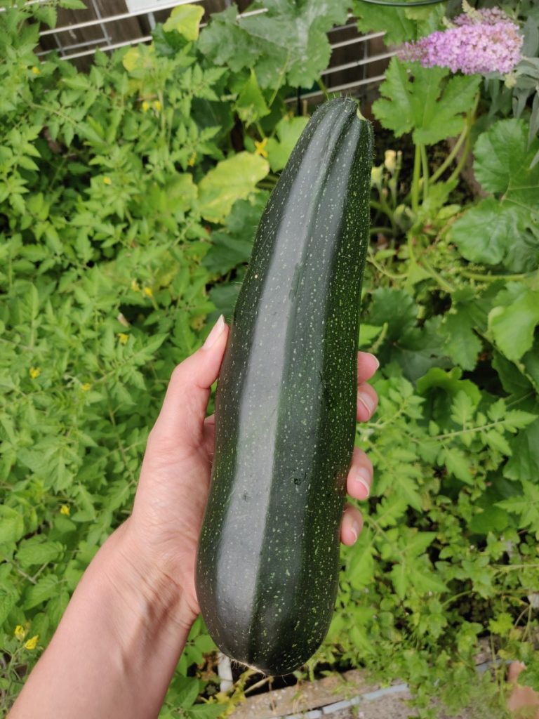 Moestuinoogst courgette