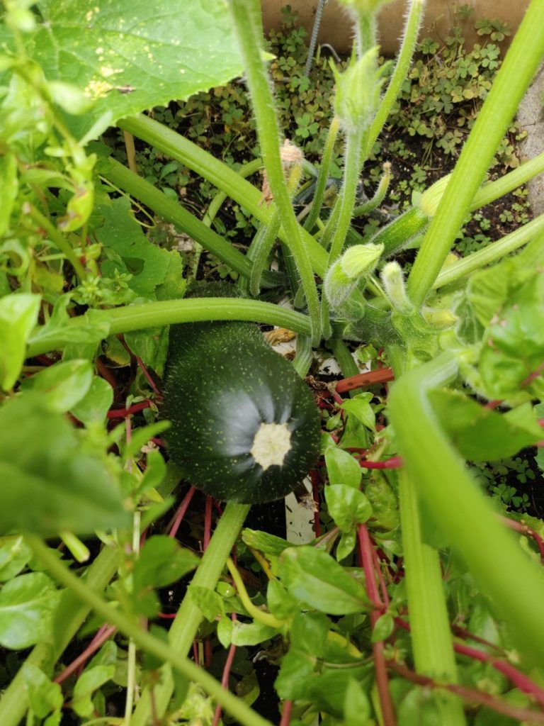 Start nieuwe moestuinseizoenMoestuinoogst courgettes