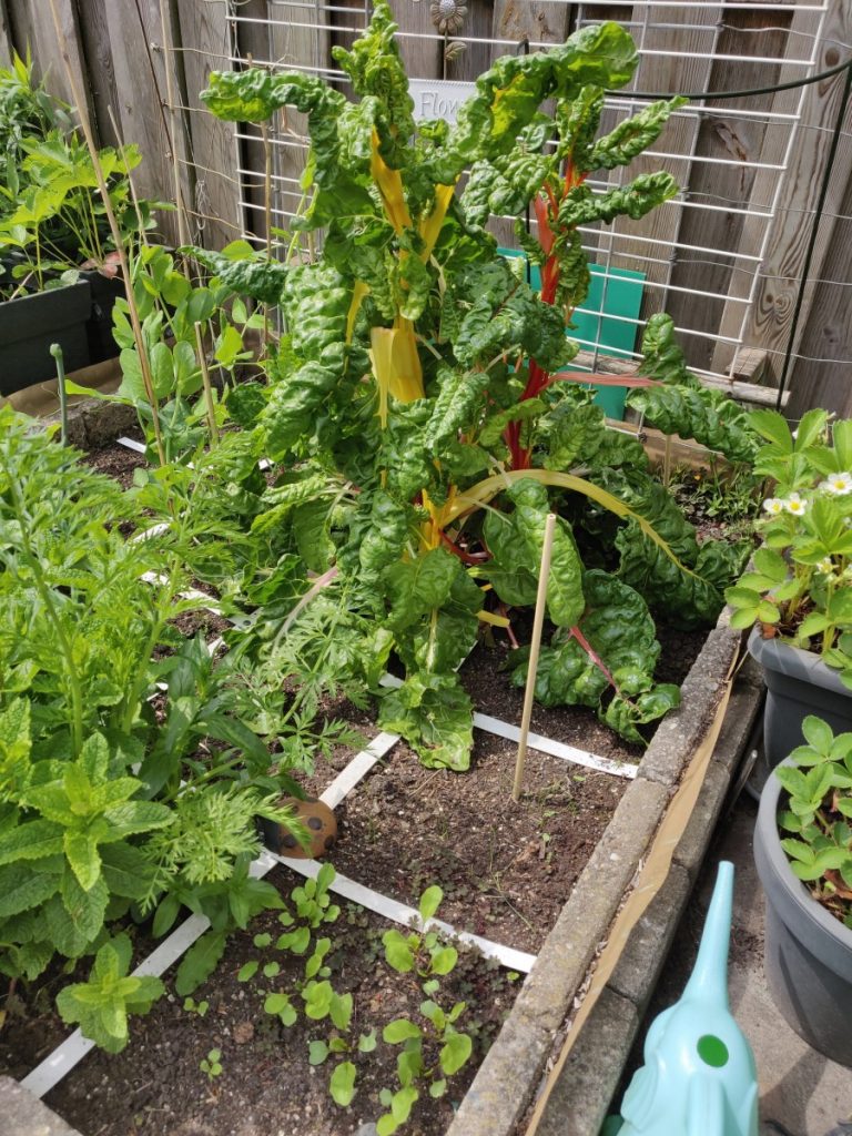 Start nieuwe moestuinseizoen