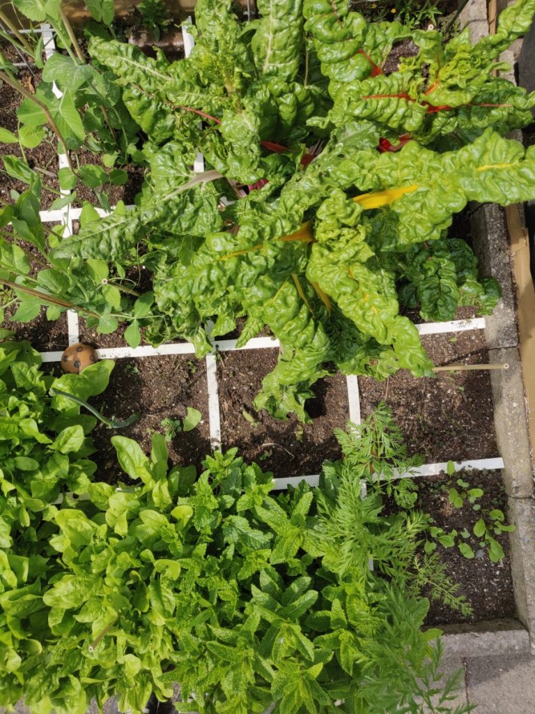 Start nieuwe moestuinseizoen
