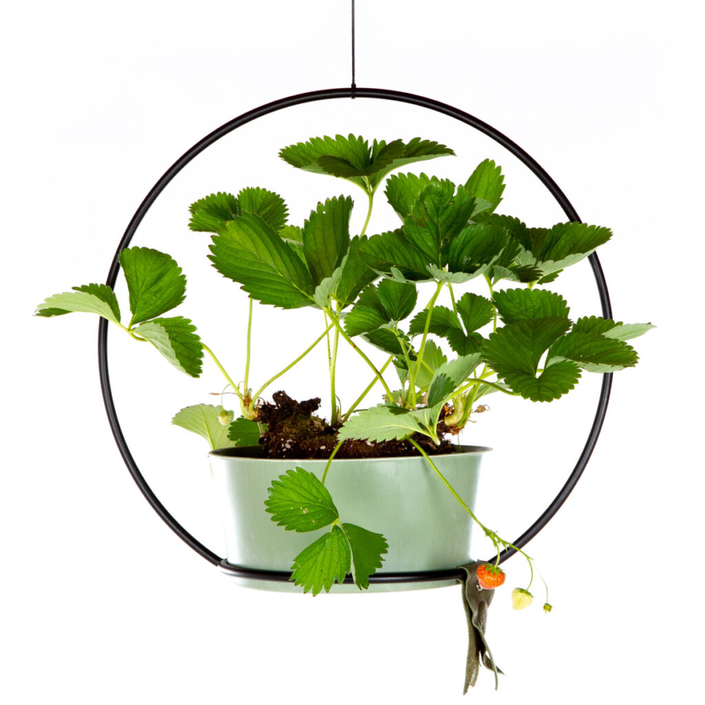 Maak van je tuin een blikvanger
