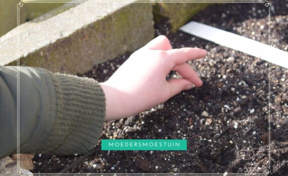 Moestuin beginnen met kinderen