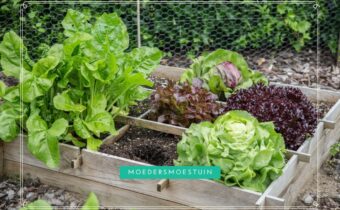 Geïmpregneerd hout moestuin