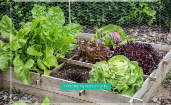 Geïmpregneerd hout moestuin