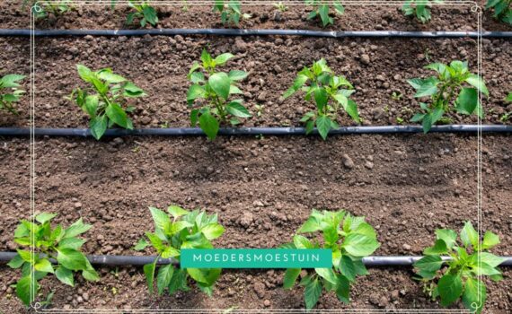 Irrigatiesystemen moestuin