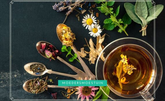 Theeplanten zelf thee maken theetuin