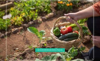 Ooogsten en bewaren groenten kruiden uit moestuin