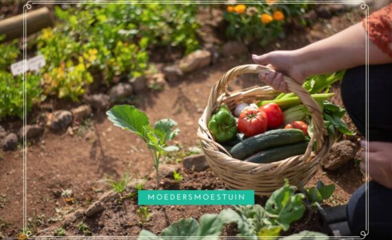 Ooogsten en bewaren groenten kruiden uit moestuin