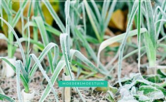 Moestuin winterklaar maken