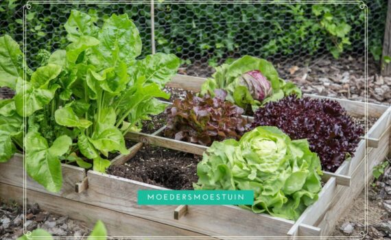Moestuinbak kopen tips