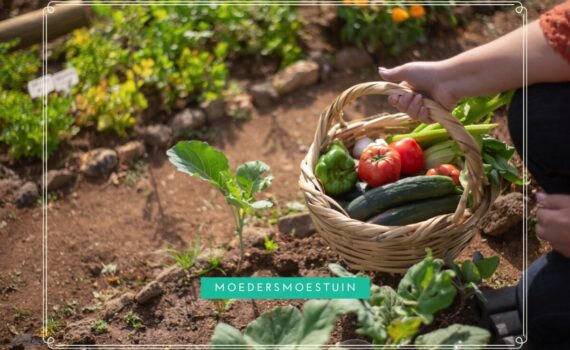 Moestuin zomer