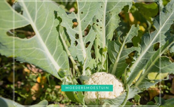 Ongedierte in de moestuin