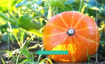Pompoenen oogsten en bewaren