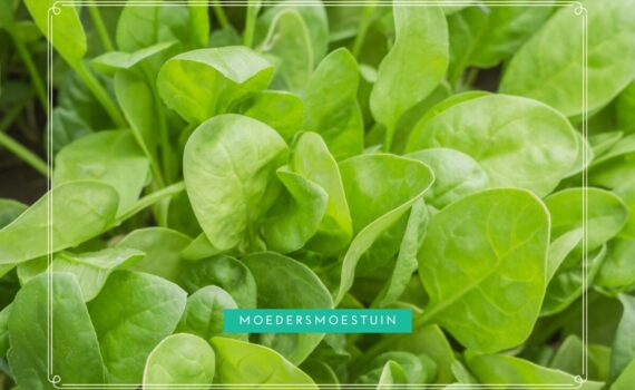 Spinazie kweken moestuin