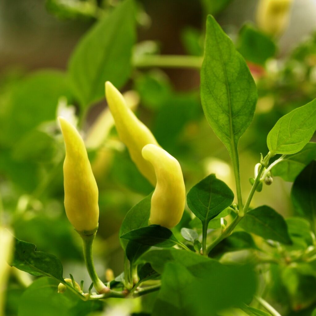 Capsicum frutenscens